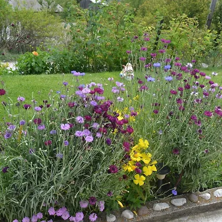 здравец Pensiune